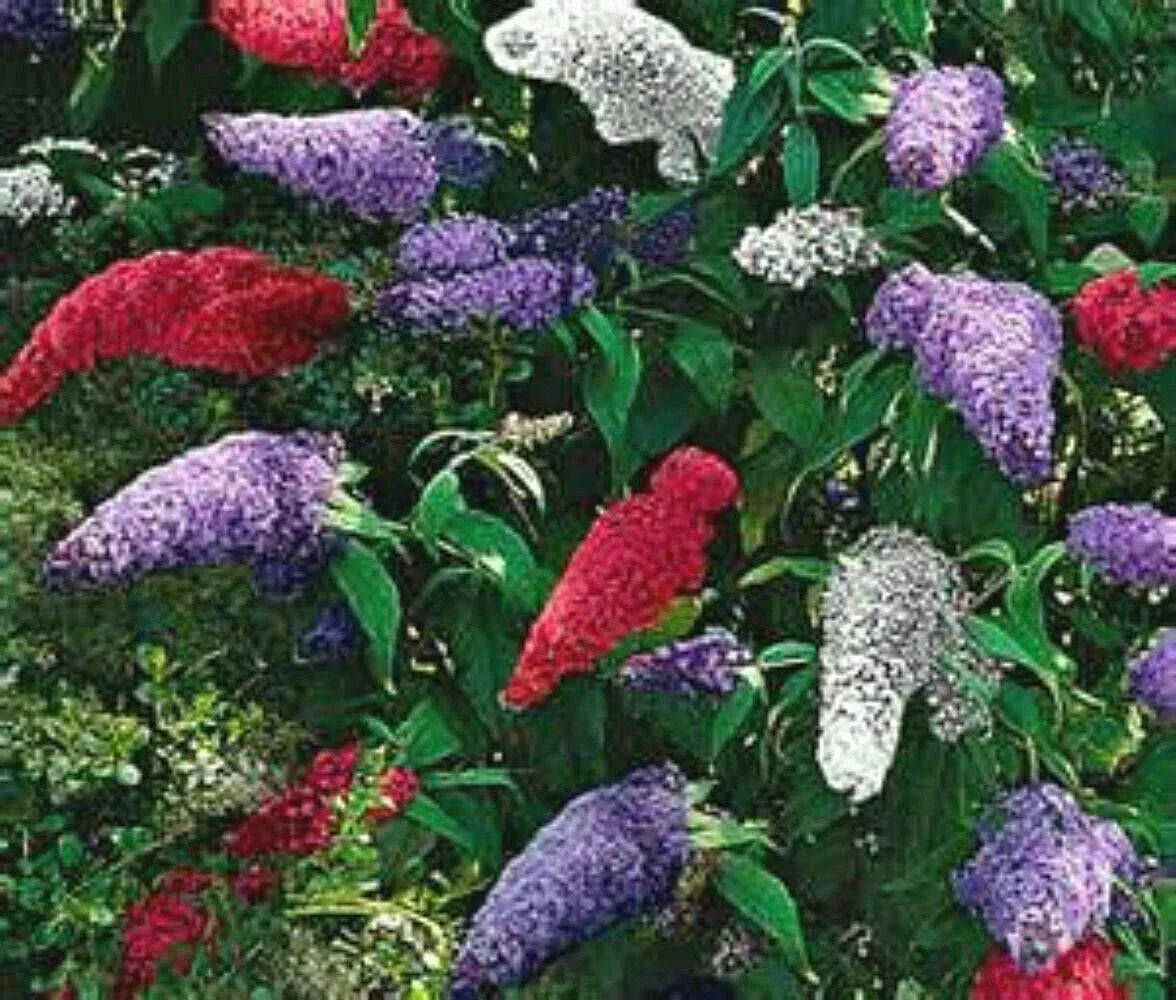 Butterfly Bush Seeds Mix - 150 Seeds - Multi-Color Blooms - Buddleja davidii - Attracts Pollinators, Easy to Grow