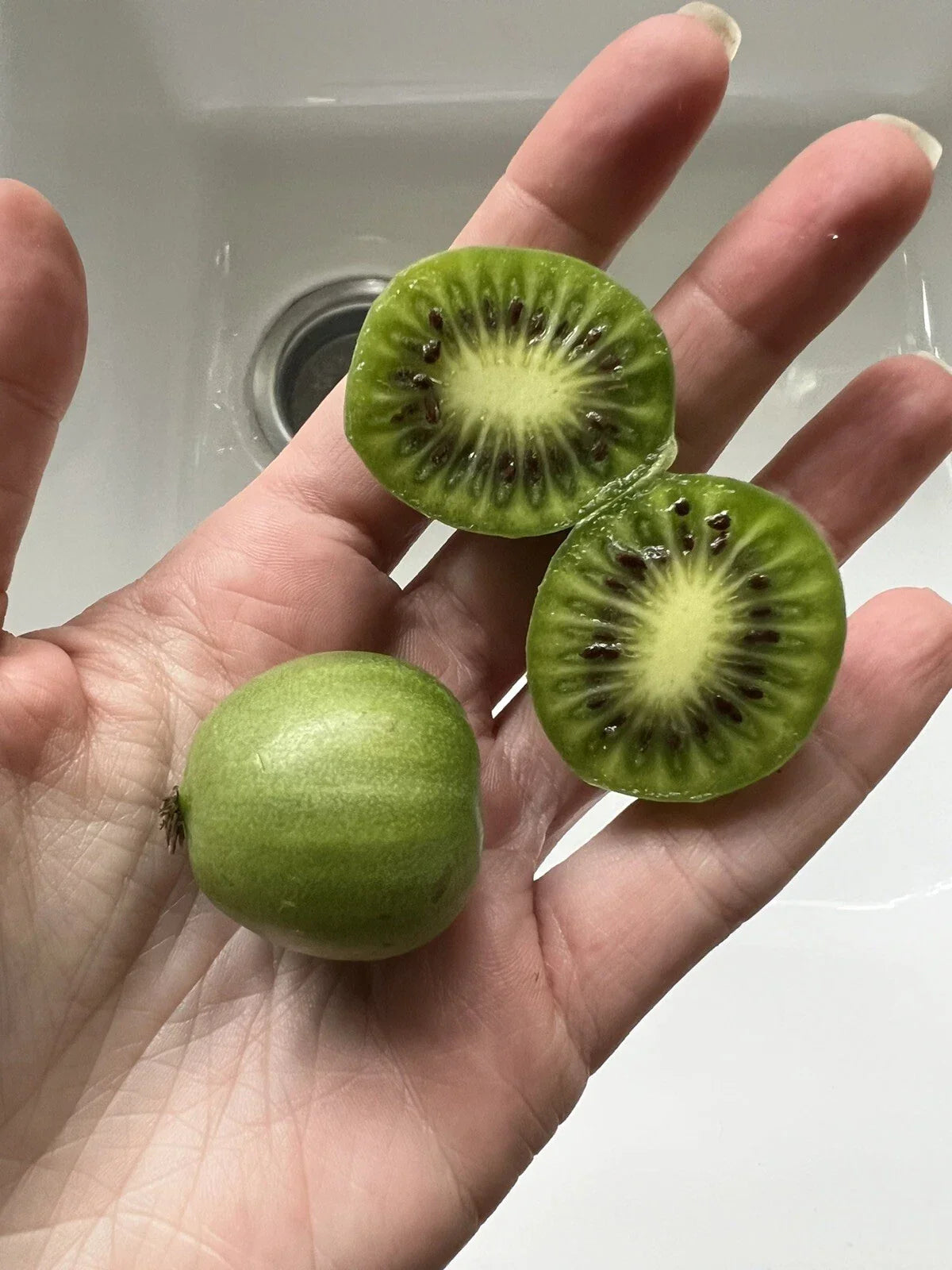 Kiwiberry Seeds 25 Pack - Arctic Grape Superfruit - Actinidia arguta - Hardy Fast Growing Garden Plant