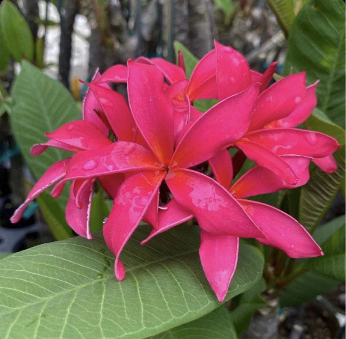 Rooted Plumeria Cutting 16" Fuchsia Queen - Plumeria rubra - Tropical Flowering Plant for Gardens and Containers
