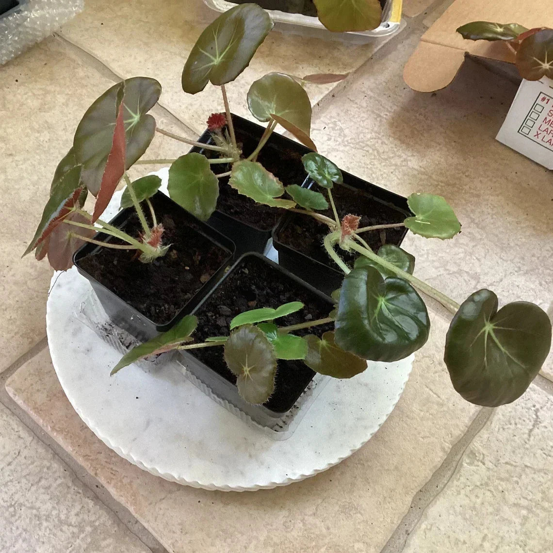 Beefsteak Begonia Starter Plant - Well Rooted Indoor Houseplant, Easy Care - Begonia Erythrophylla, Non-Toxic to Pets
