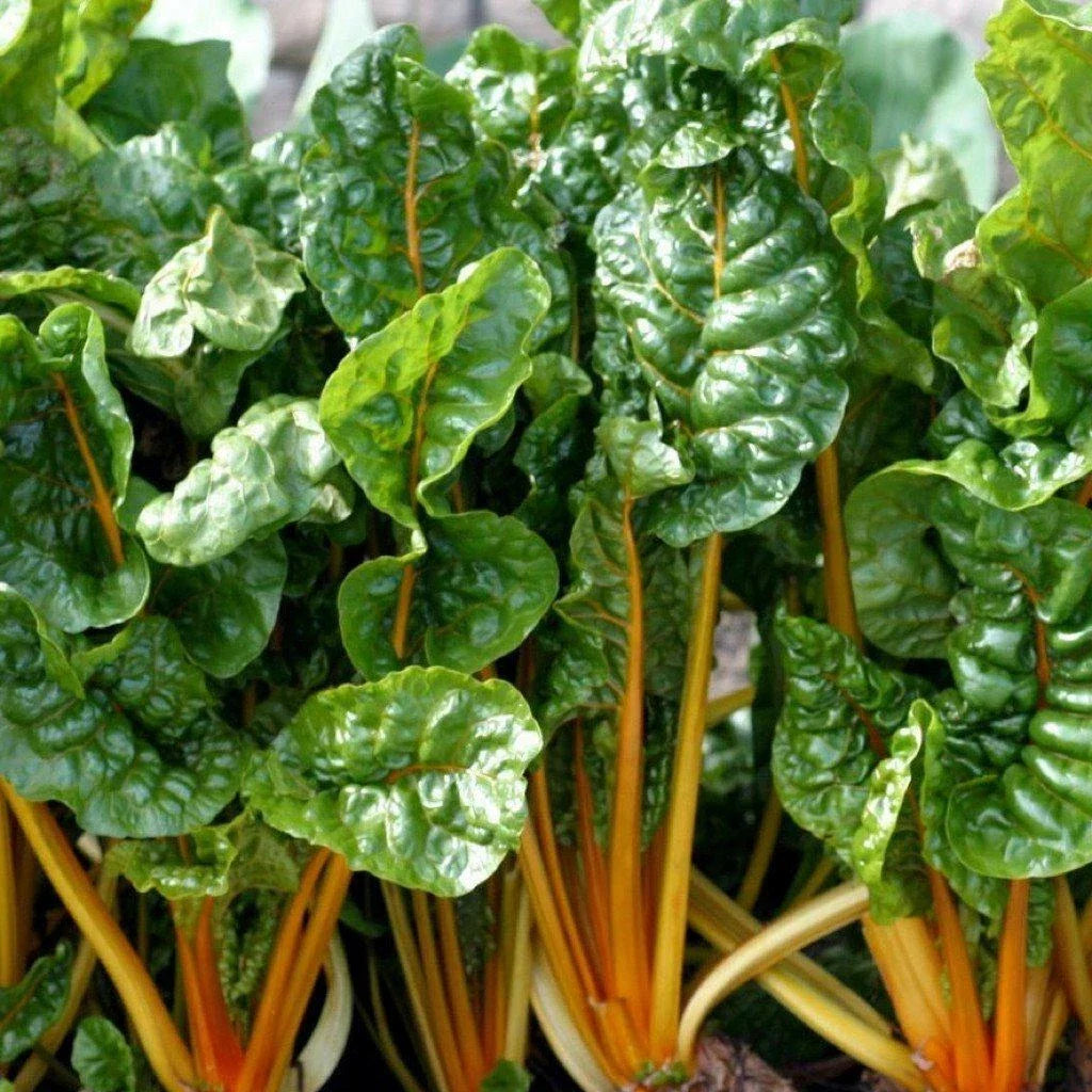 Orange Swiss Chard Seeds, NON-GMO, Colorful Salad Variety, Beta vulgaris subsp. cicla - High-Quality Seed Packet