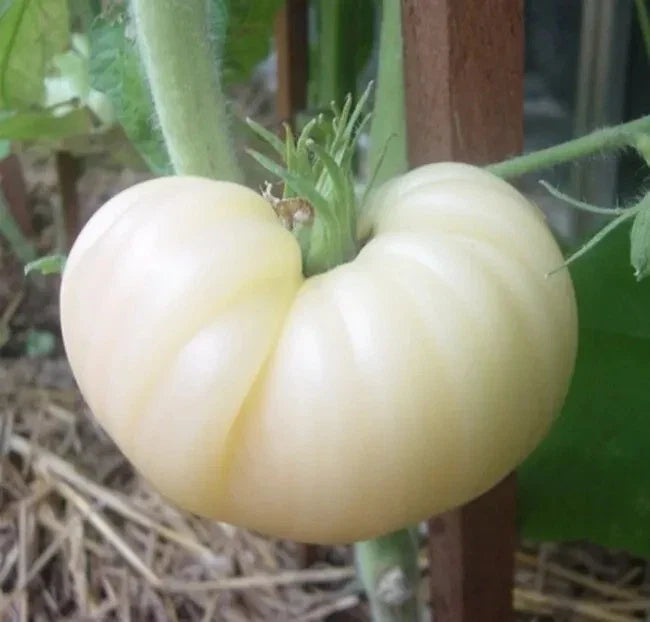 Great White Beefsteak Tomato Seeds - 30+ Heirloom Organic Non-GMO - Solanum lycopersicum - Rare Variety for Home Gardens