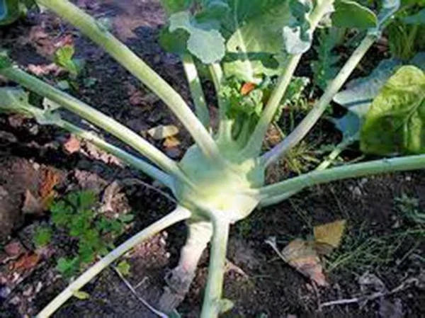 Kohlrabi Seeds - 50+ Early White Vienna Heirloom, Non-GMO, Brassica oleracea - Easy to Grow for Home Gardeners