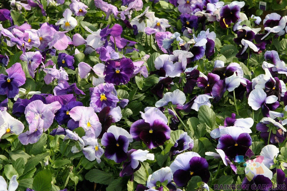 200+ Pansy Seeds Packet - Deep Blue Delta Beaconsfield - Viola tricolor var. hortensis - USA Garden Flower Seeds