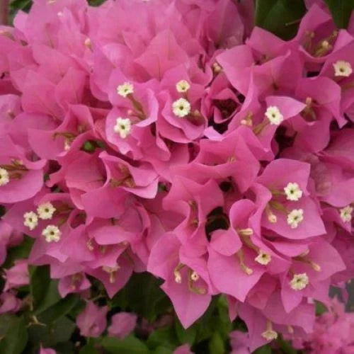 Bougainvillea Starter Plant - VERA PINK - Well Rooted Plug Plant - Bougainvillea glabra - Tropical Flowering Plant