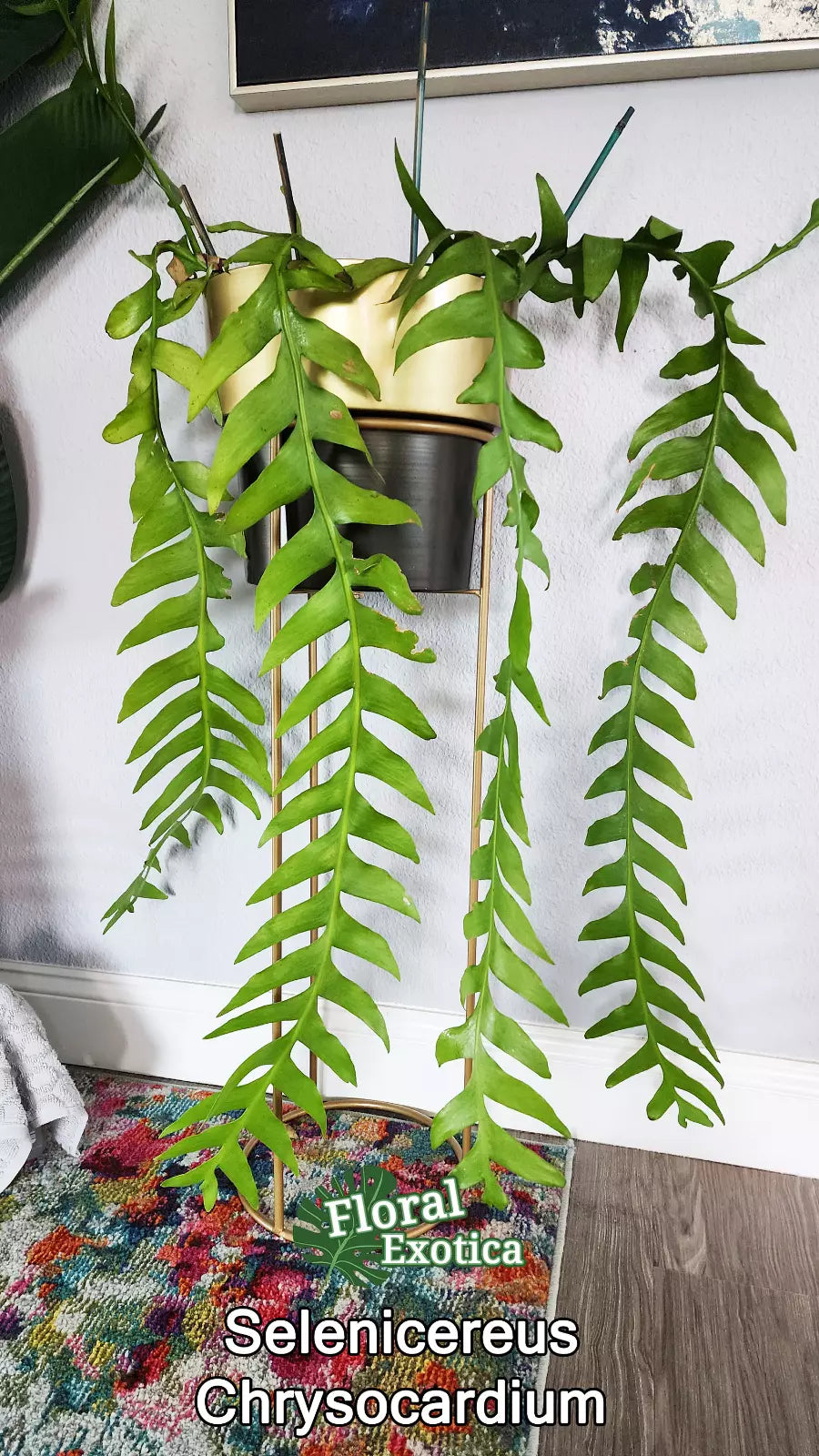 Sharktooth Fern Cuttings - 3 PCS Unrooted Selenicereus Chrysocardium - Exotic Indoor Plant Decor - Easy to Propagate