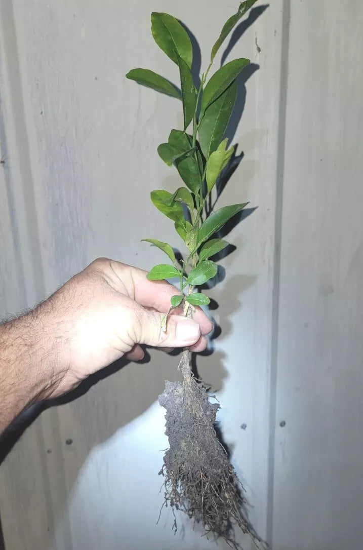Organic Satsuma Orange Tree Seedlings - Bare Root - Citrus reticulata - Seedless, Sweet Juicy Fruit for Home Gardening