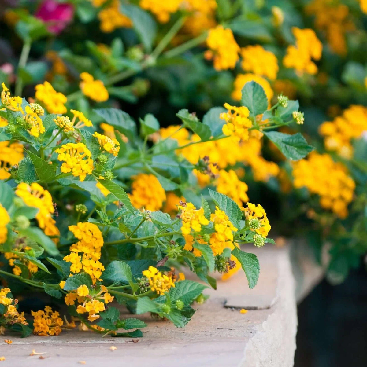 Lantana Plant Plug, 1-Count, Chapel Hill Gold, Hardy & Easy to Grow, Lantana camara
