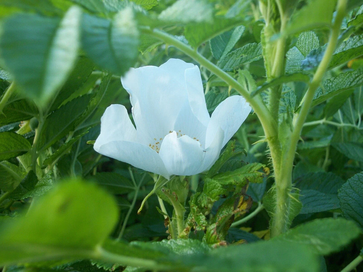 50 White Rugosa Rose Seeds - Rosa rugosa albiflora - Perennial Shrub Seeds for Gardens & Landscaping, Fragrant Flowers