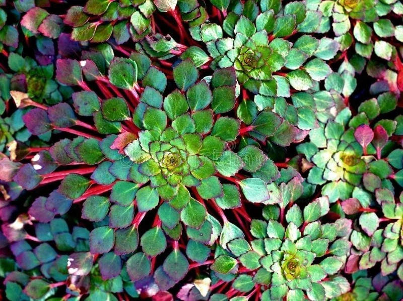Mosaic Plant Set of 2 - Ludwigia Sedioides - Live Aquatic Plants for Aquarium & Pond - Lush Green Foliage