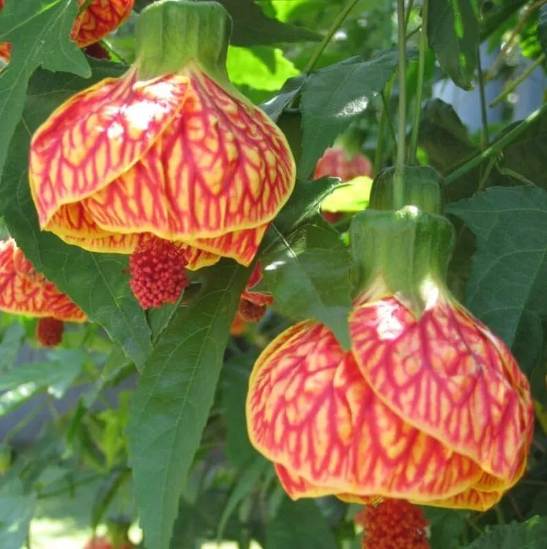 Live Plant 4-6in Abutilon Orange Tiger Bell Hibiscus Malvaceae - Vibrant Orange Blooms, Fast-Growing Shrub for Gardens & Patios
