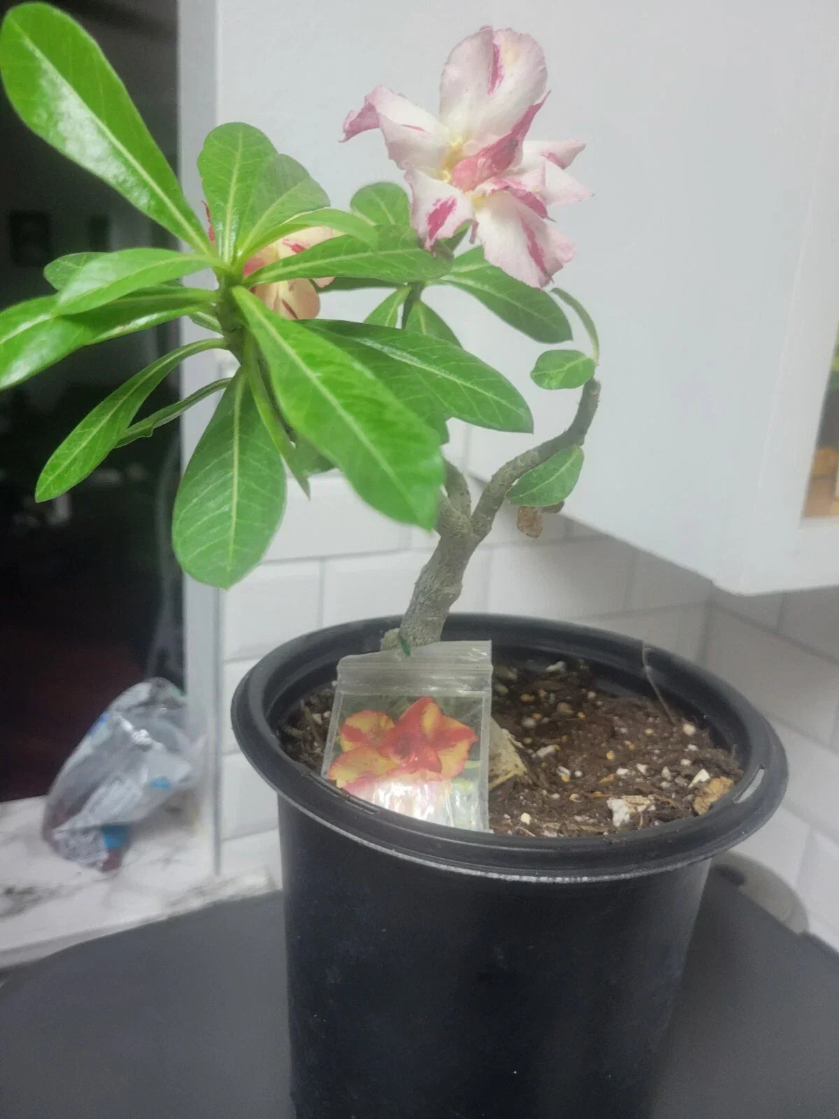 Desert Rose Plant 1 Gallon Yellow & Red Grafted Adenium Obesum - Low Maintenance Indoor/Outdoor Succulent