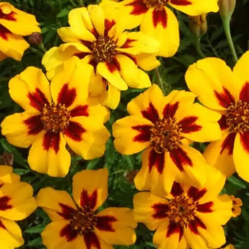 Marigold Seeds 100+ Pack - Naughty Marietta French Flower - Tagetes patula - Vibrant Yellow & Orange Blooms, Easy to Grow