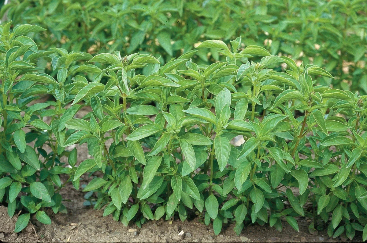 Lime Basil Seeds - 100-1000 Count - Hairy Variety - High Citrus Oil Content - Ocimum basilicum var. citriodorum