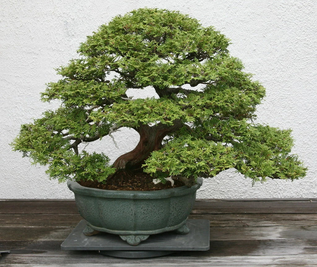 Hinoki Cypress Seeds 50 Count, Japanese Ornamental Evergreen, Chamaecyparis obtusa, Low Maintenance Garden Plant Seeds