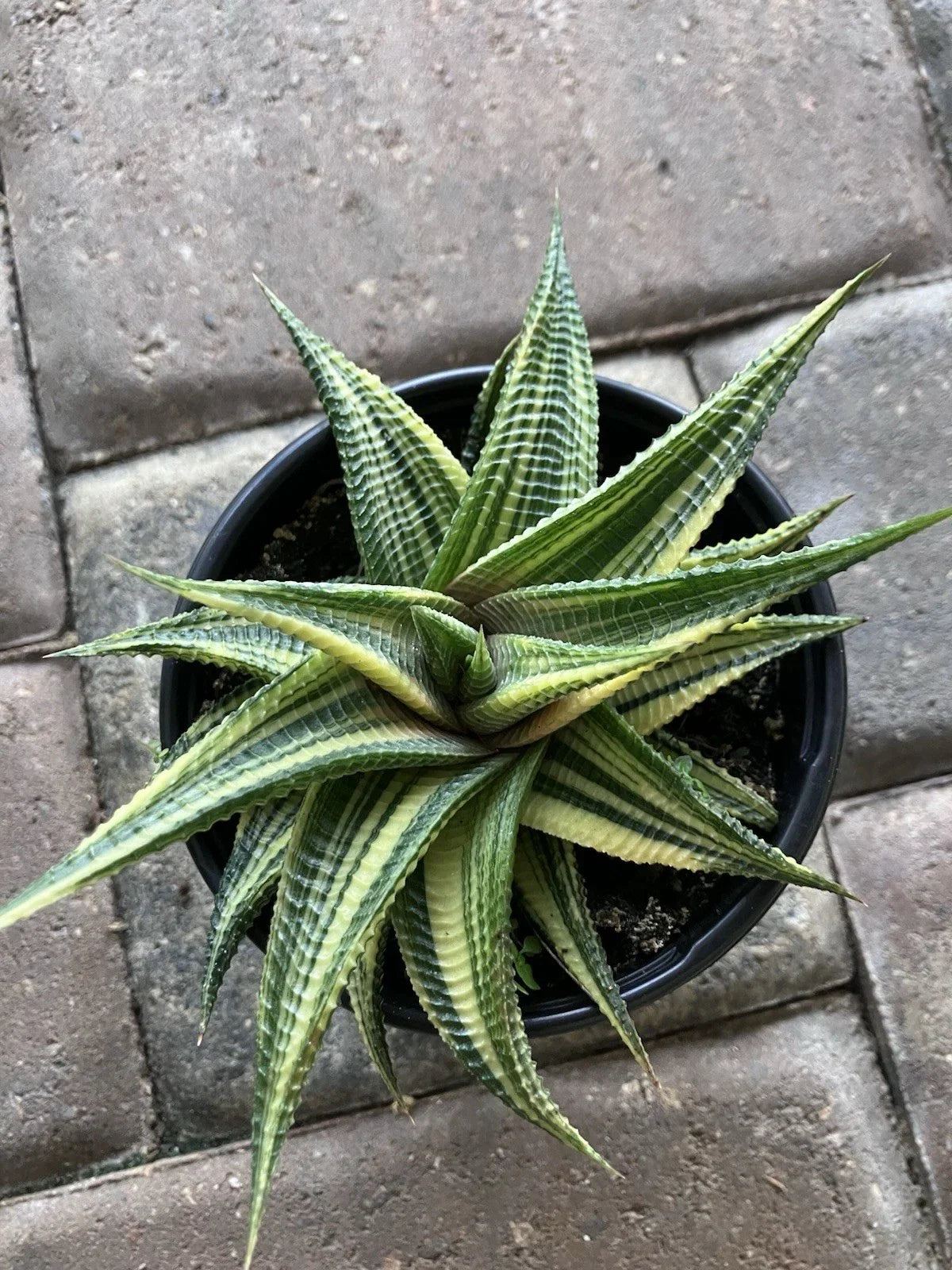 Rare Succulent 4" Pot - Haworthia Variegated Limifolia - Unique Easy Care Houseplant - Perfect Gift - Indoor Plant