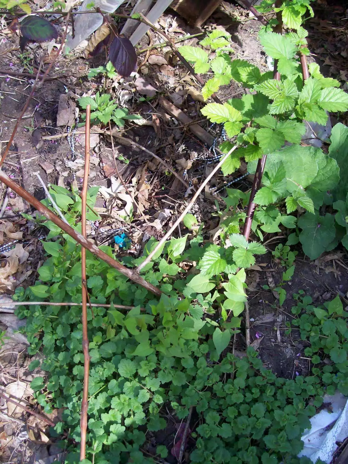 Thornless Blackberry Bush Cutting - 4 Inches, Rubus fruticosus, Freshly Dug, Ideal for Home Gardens, Easy Care, Sweet Berries