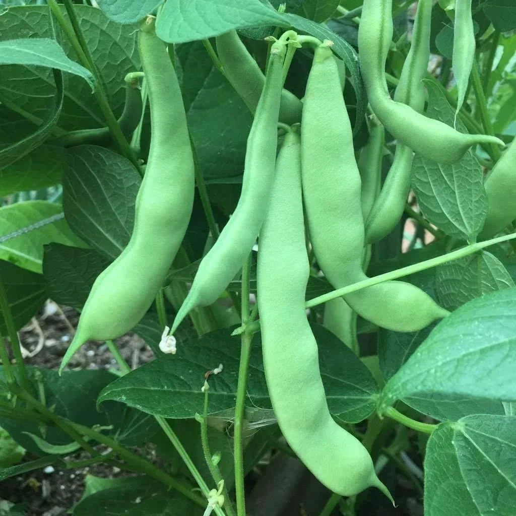 Green Bean Seeds | Roma II Variety | NON-GMO | Phaseolus vulgaris | 50 Seeds for Home Gardening