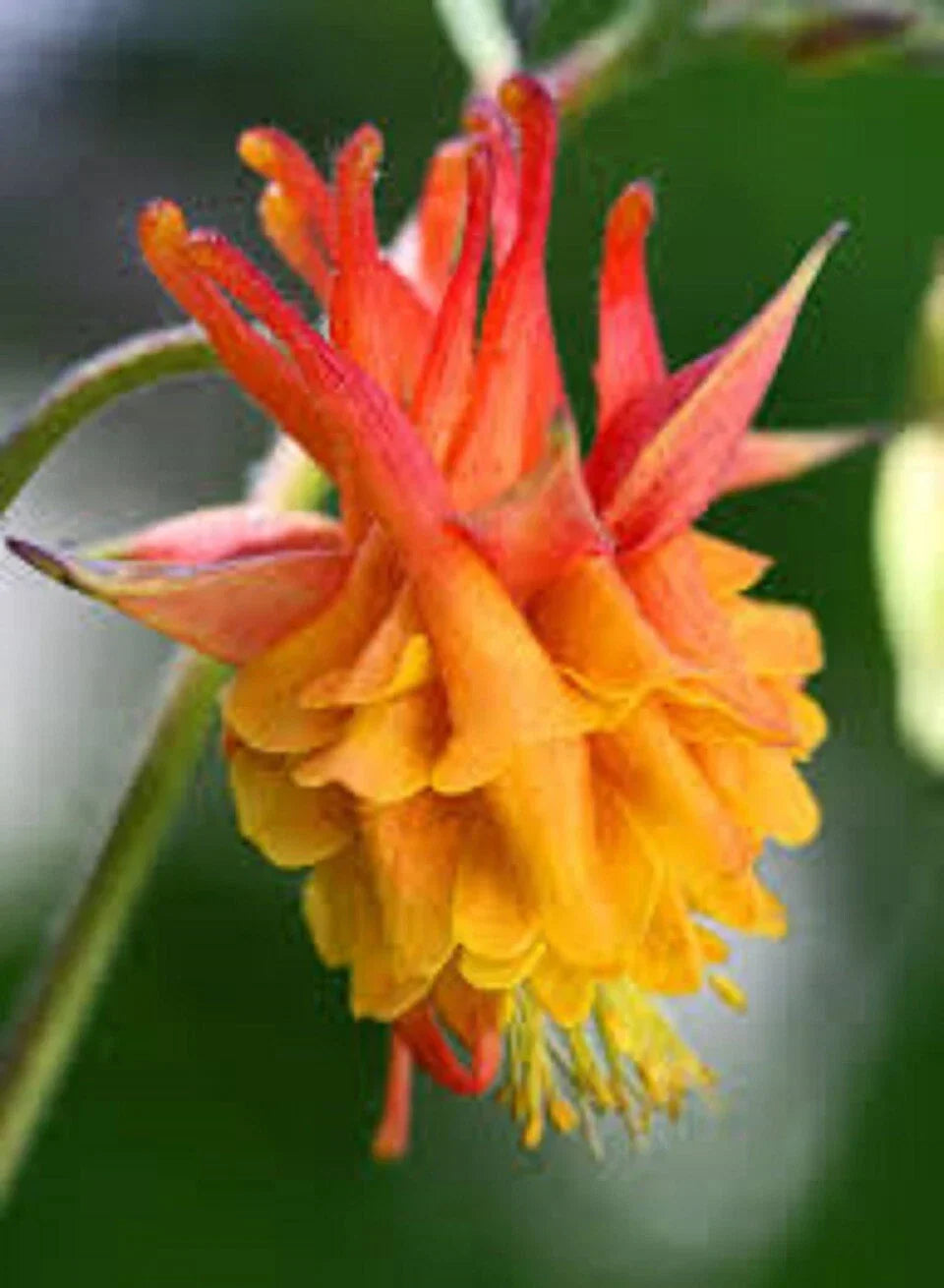50 Double Orange Yellow Columbine Seeds | Aquilegia chrysantha | Perennial Flower for Garden | Non-GMO Pollinator Friendly