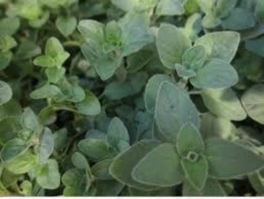 Organic Oregano Seeds - 100 Seeds - Culinary & Medicinal Herb - Origanum Vulgare