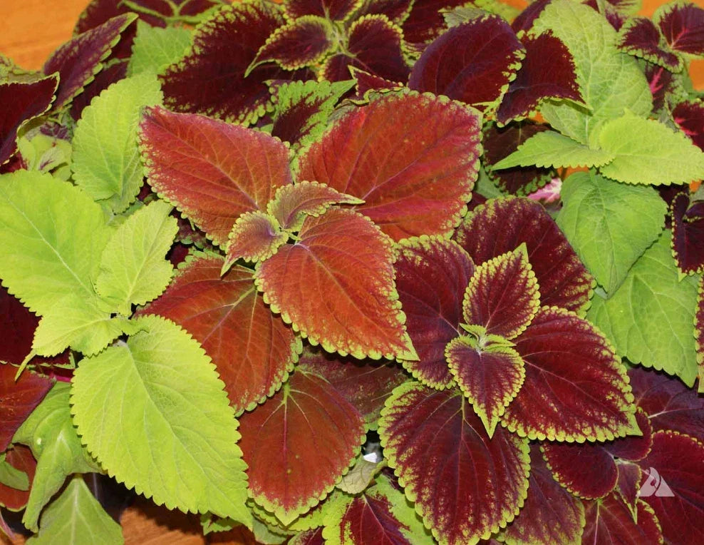 Coleus Seeds Rainbow Mix 500 Non-GMO Annual Perennial Shade Plants (Coleus Blumei) - Vibrant Colorful Foliage for Gardens