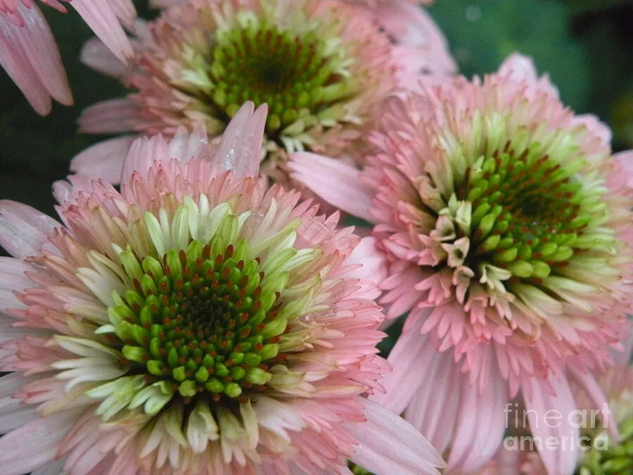 50 Double Pink Green Coneflower Seeds - Echinacea Purpurea Perennial Flower Seeds for Garden Planting - USA Grown