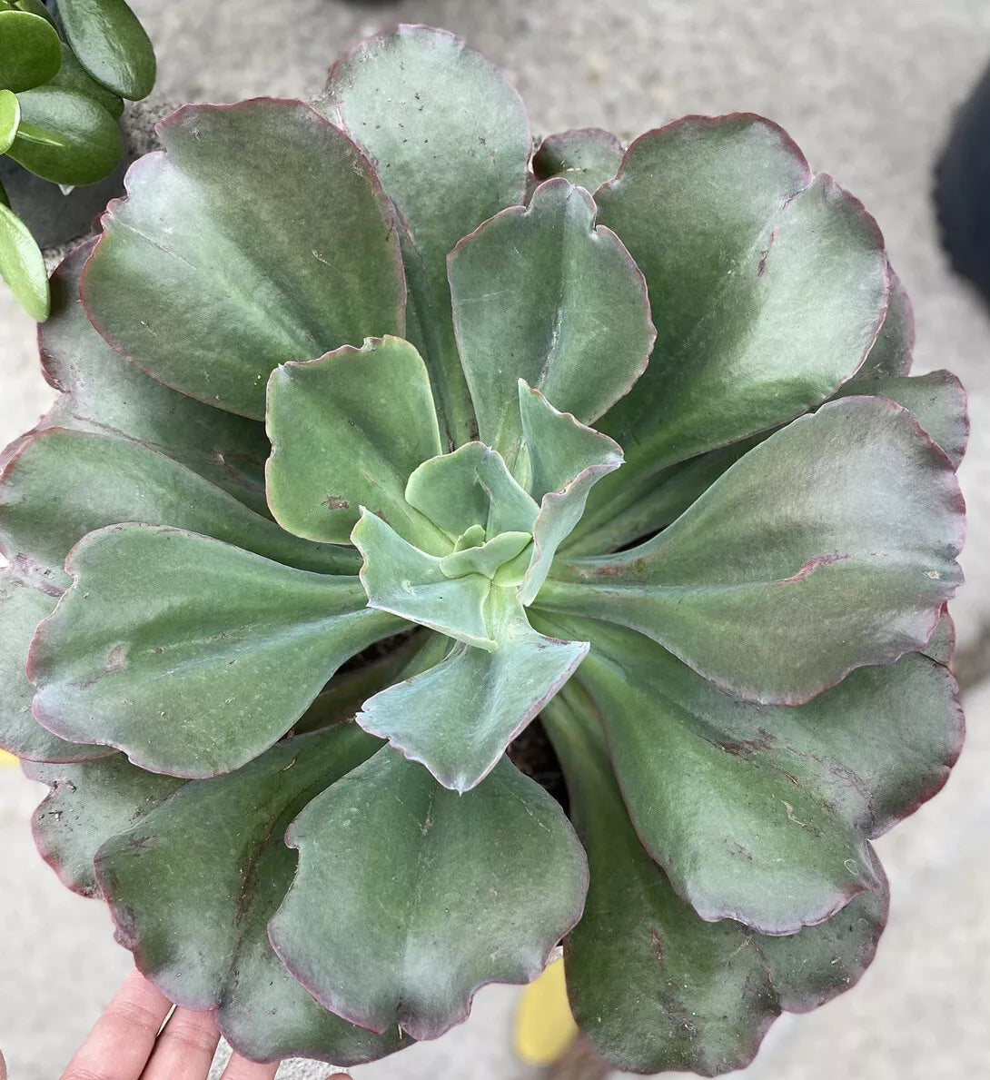 Echeveria 'Blaze' Succulent Plant - 5 Inch Colorful Rosette - Echeveria elegans x Echeveria agavoides - Indoor/Outdoor Garden