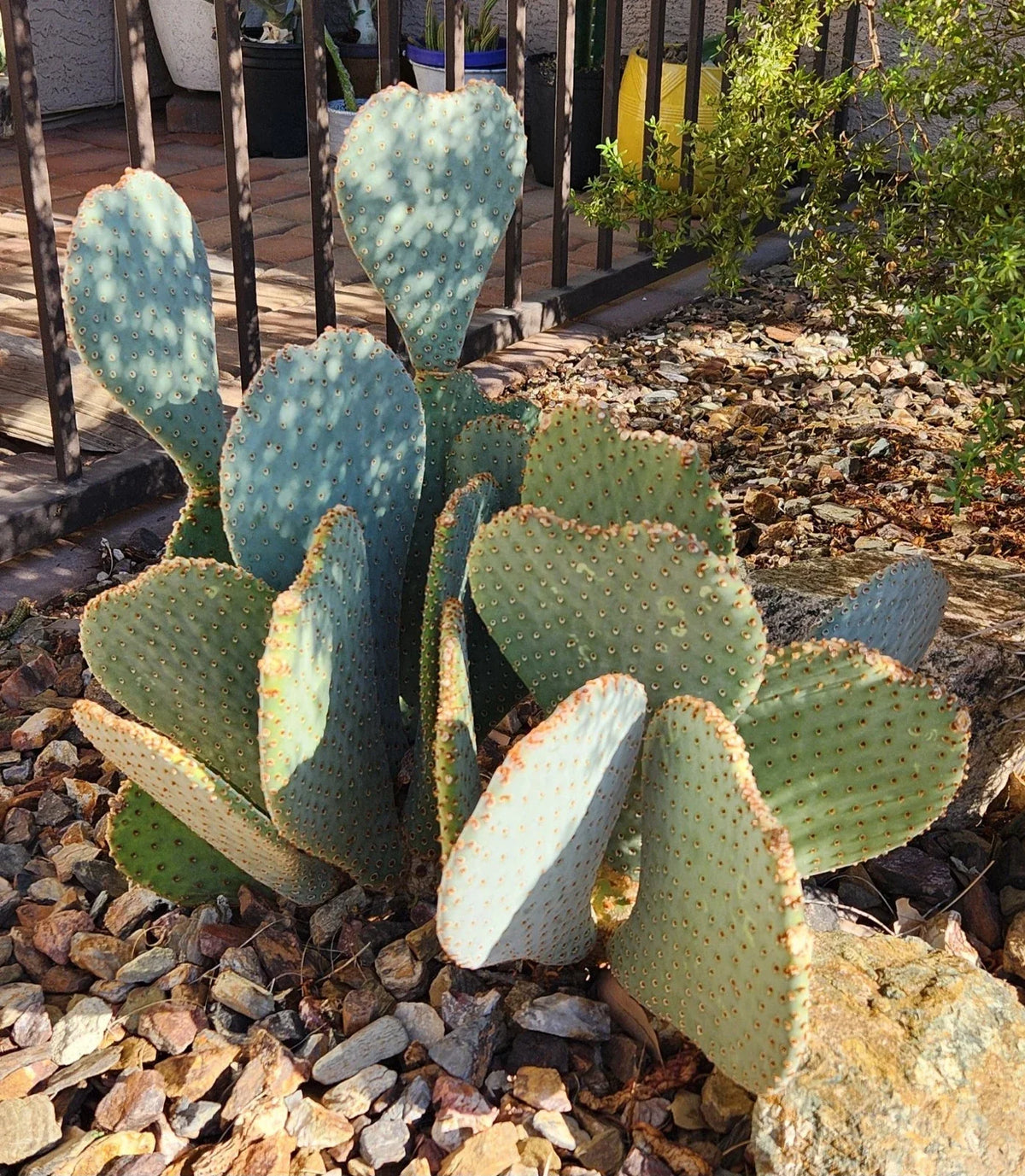 Live Cactus Pad Cutting - Beavertail Prickly Pear - Opuntia basilaris - Drought-Tolerant Succulent for Home & Garden Decor