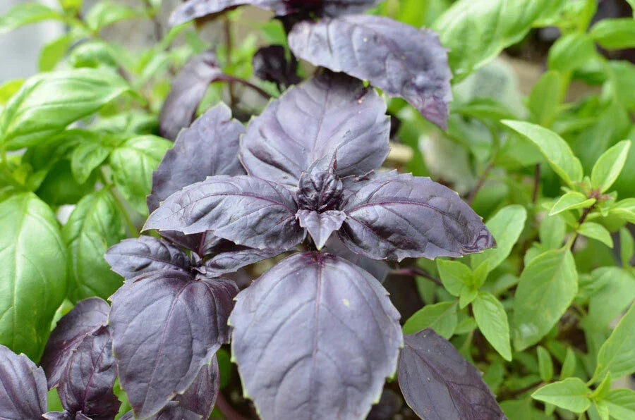 Red Rubin Basil Seeds - Dark Opal Improved, NON-GMO, Ocimum basilicum, Multiple Sizes Available for Home Gardening