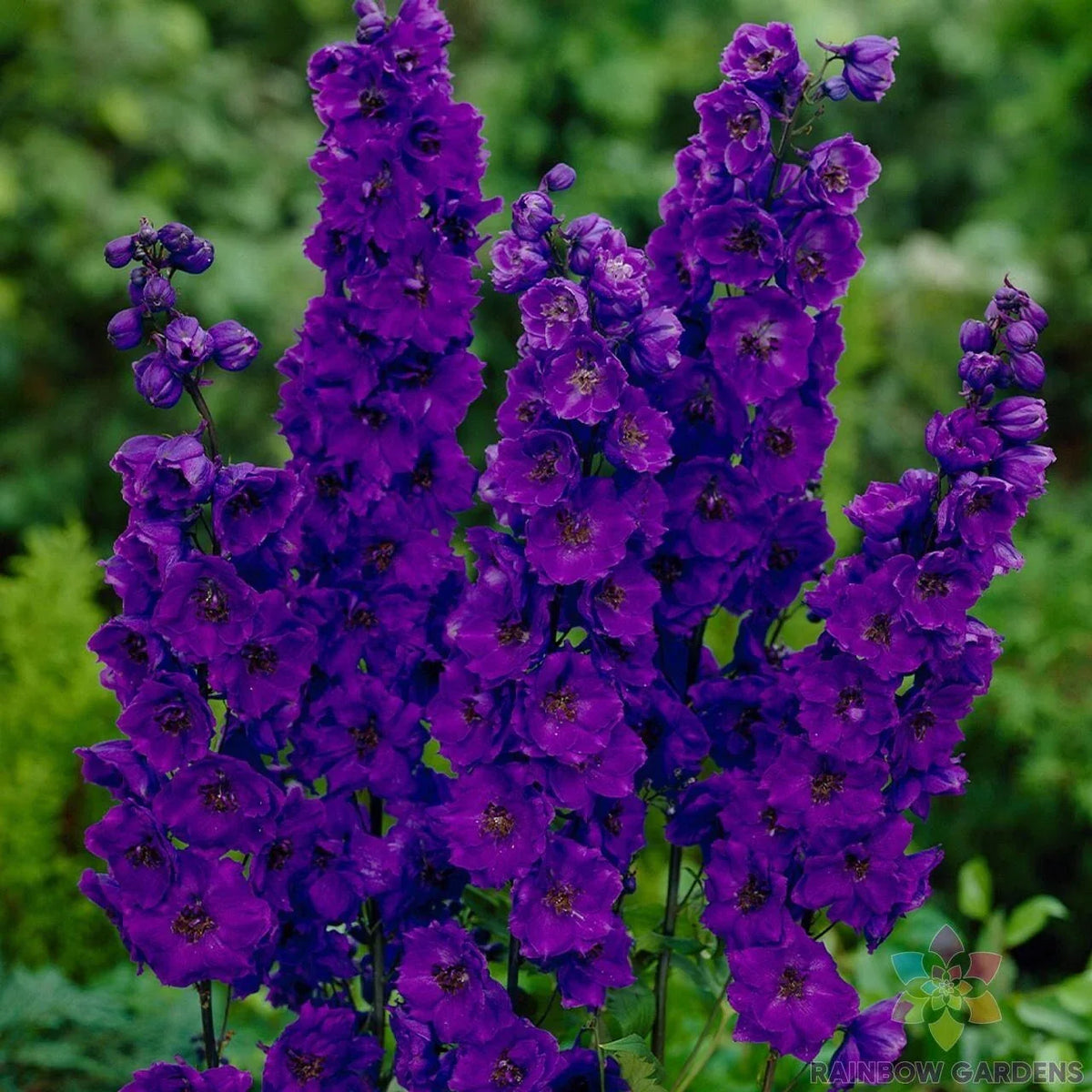 Pacific Giant Black Night Delphinium Seeds - 200+ Premium Seeds - Delphinium elatum - Black-Blue Blooms for Garden
