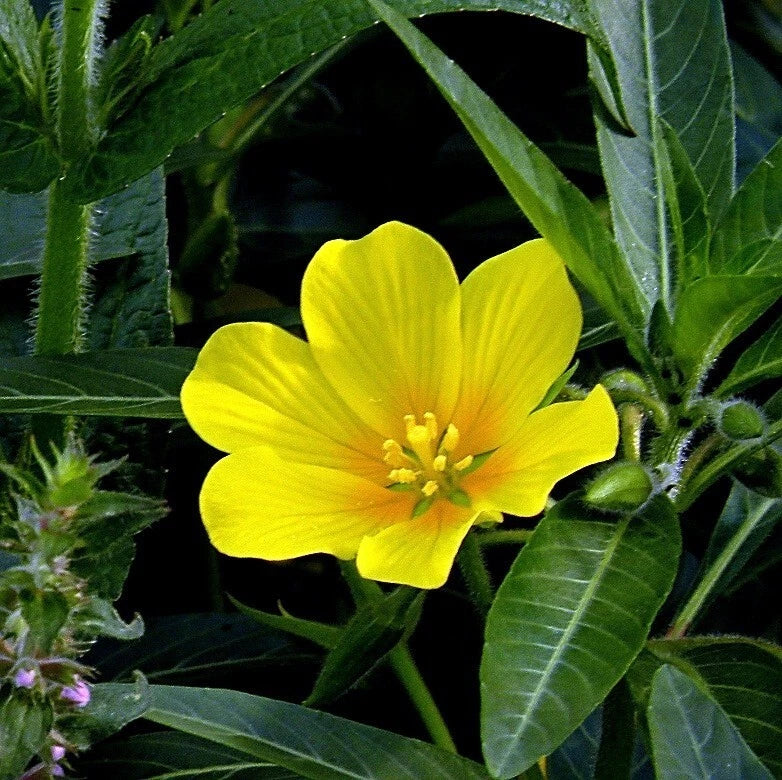 Creeping Primrose Plant Bareroot Yellow Blooms Ludwigia repens for Ponds & Bogs Hardy Zones 5-10 Moist Shipped