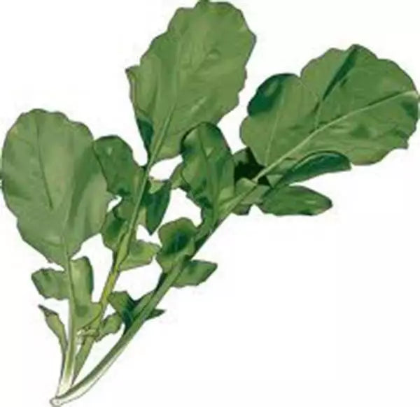 Arugula Seeds 500+ Heirloom Non-GMO Organic Eruca sativa for Salad Mix & Container Gardening