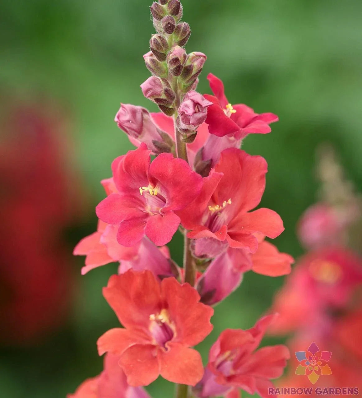 Snapdragon Seeds 1000+ Pack Deep Orange Antirrhinum majus USA Grown Perennial Flower Garden Seeds
