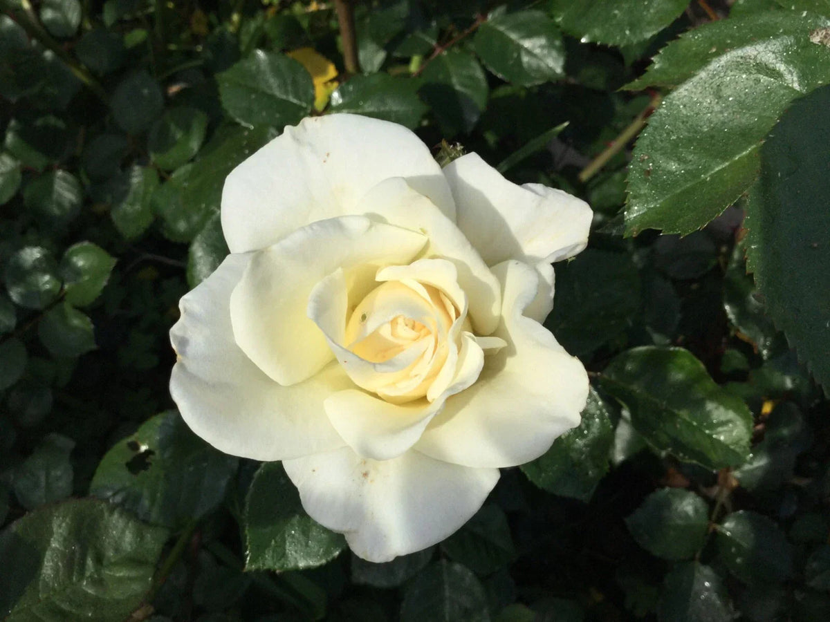 White Iceberg Rose Cuttings 3 Stems for Rooting/Grafting Rosa 'Iceberg' - Fragrant White Blooms for Garden Propagation