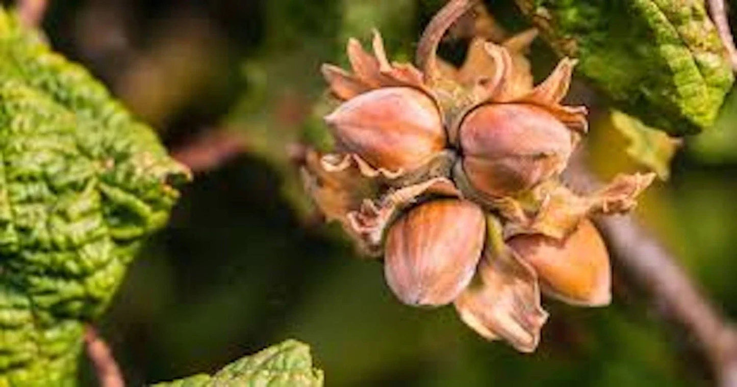 American Hazelnut Tree 12-24" Tall Bare Root Corylus americana