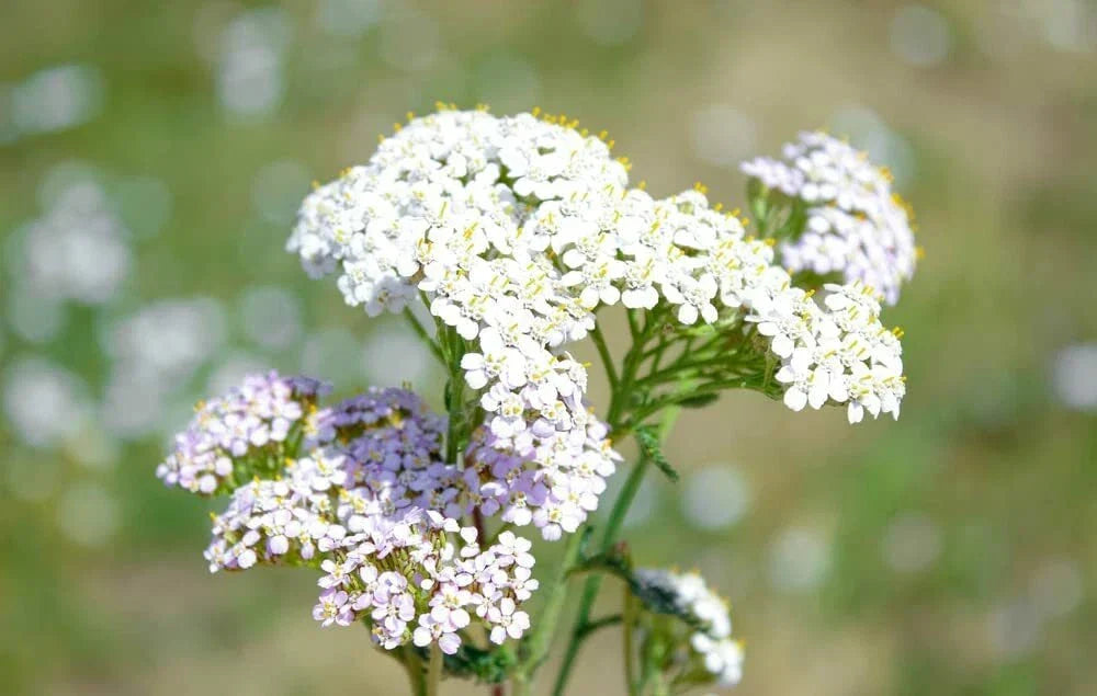 White Yarrow Seeds 1000 Pack - Achillea Millefolium - Drought-Resistant Perennial Flower Seeds for Garden