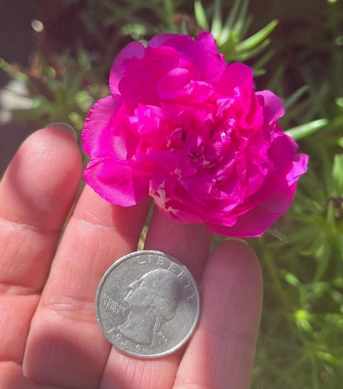 Purple Double Bloom Portulaca Moss Rose Seeds - Vibrant Succulent Plant - Portulaca grandiflora - Ideal for Gardens and Containers