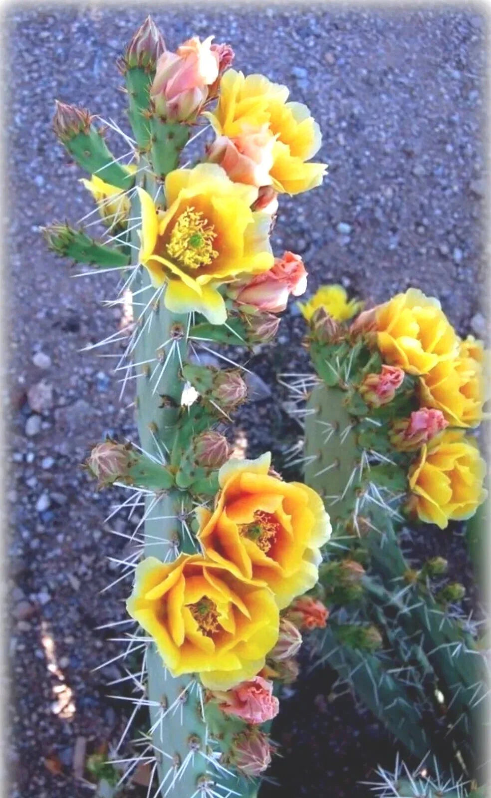 Green Prickly Pear Cactus Seeds - 20+ Non-GMO Opuntia lindheimeri - USA Harvest 08/24 - Drought Resistant Gardening