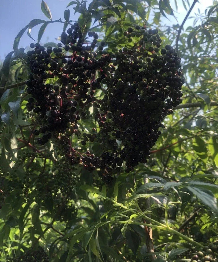 12 Unrooted Elderberry Cuttings - Edible Wildlife Variety Sambucus canadensis ADAMS/YORK for Garden & Wildlife Attraction
