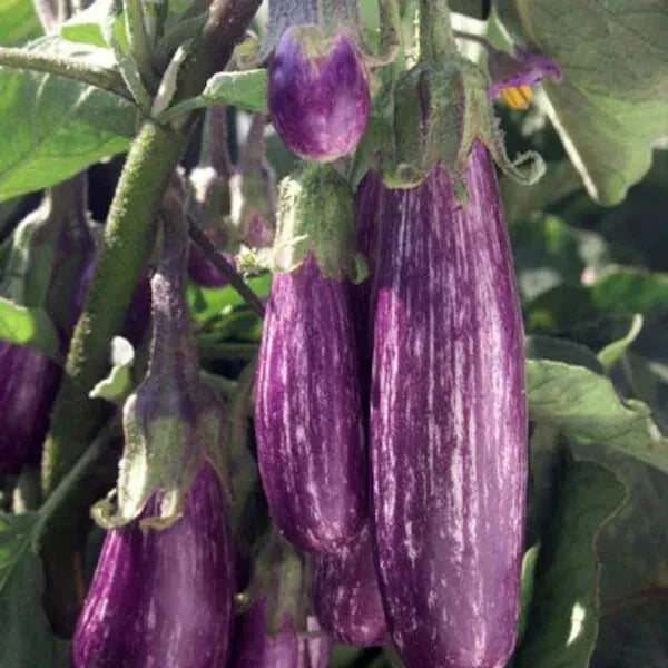 Galaxy of Stars Eggplant Seeds - Organic 40 Count - Heirloom Non-GMO Solanum melongena - Unique Purple White Striped Fruit