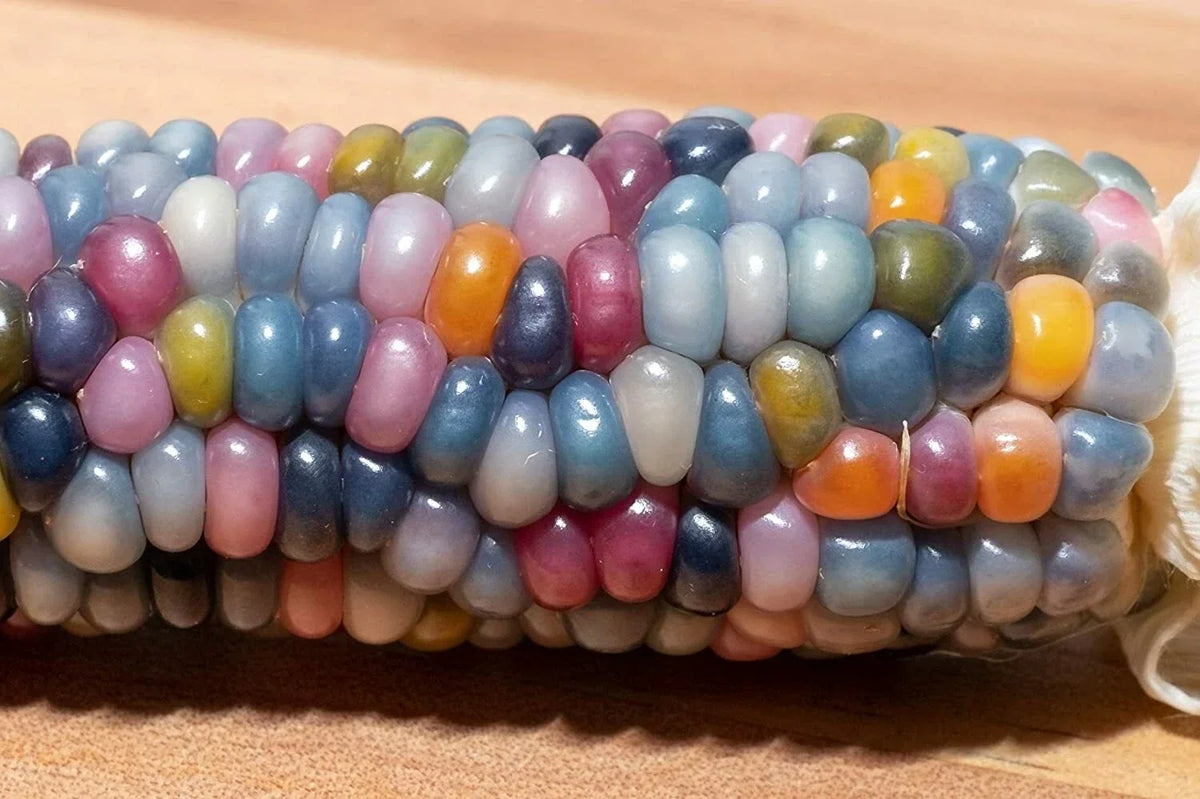 Glass Gem Indian Corn Seeds - 75 Count - Vibrant Translucent Kernels - Zea mays 'Glass Gem' - Decorative Garden Planting Seeds