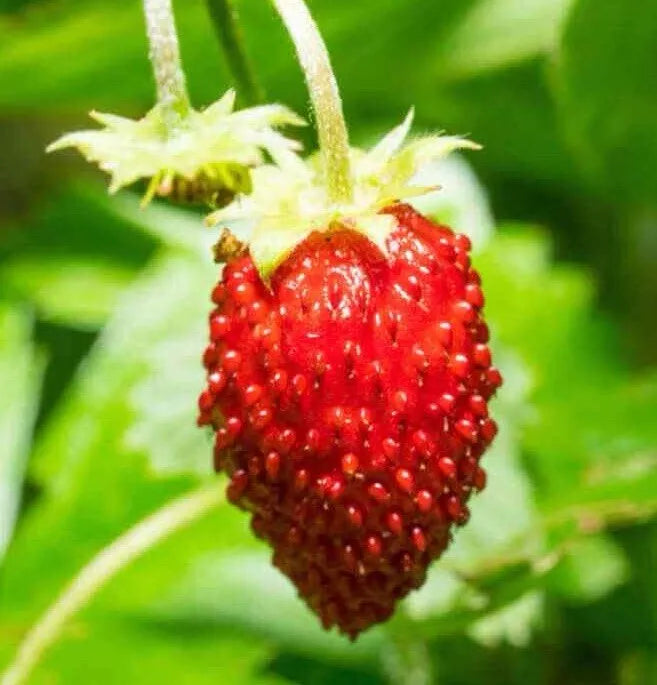 Wild Strawberry Seeds - 100+ Count Baron Variety - Fragaria Vesca Baron Solemacher - Sweet Groundcover for Home Gardens