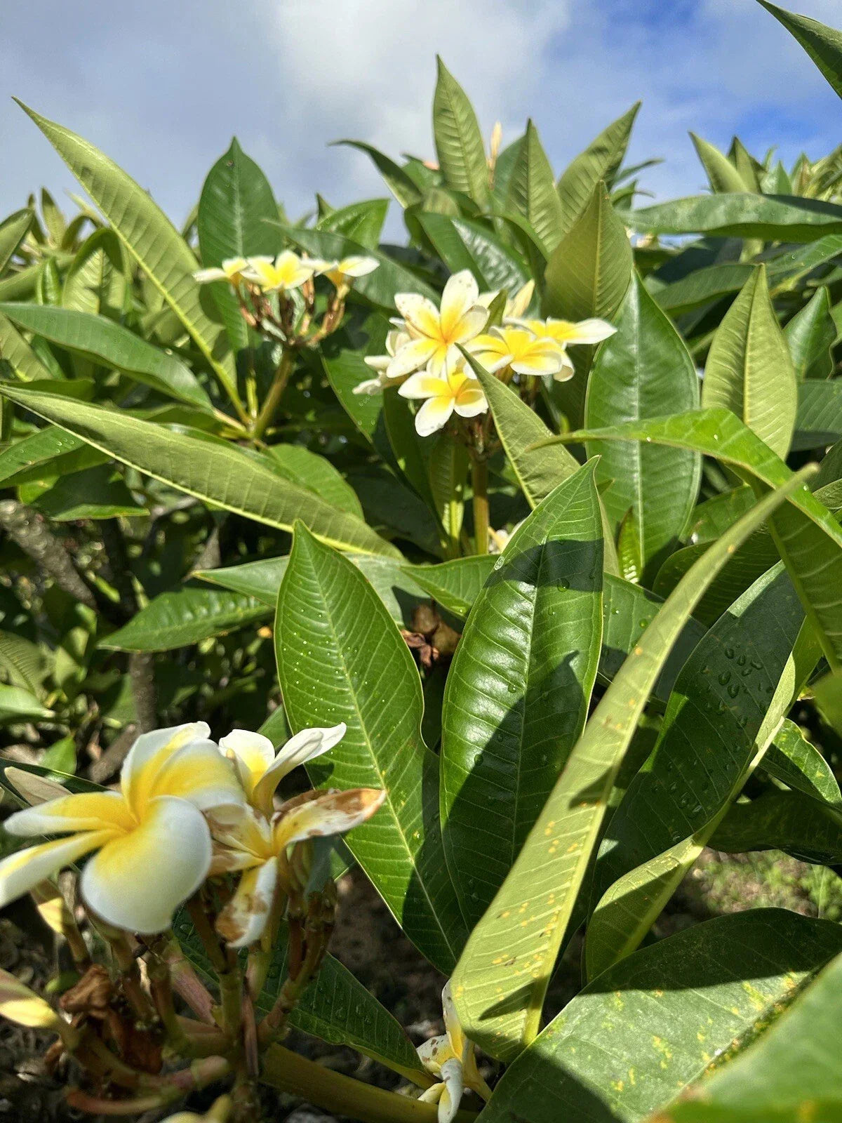 Yellow Plumeria Starter Cuttings 10-Inch Unrooted x2 - Plumeria rubra, Tropical Flowering Plant for Gardening