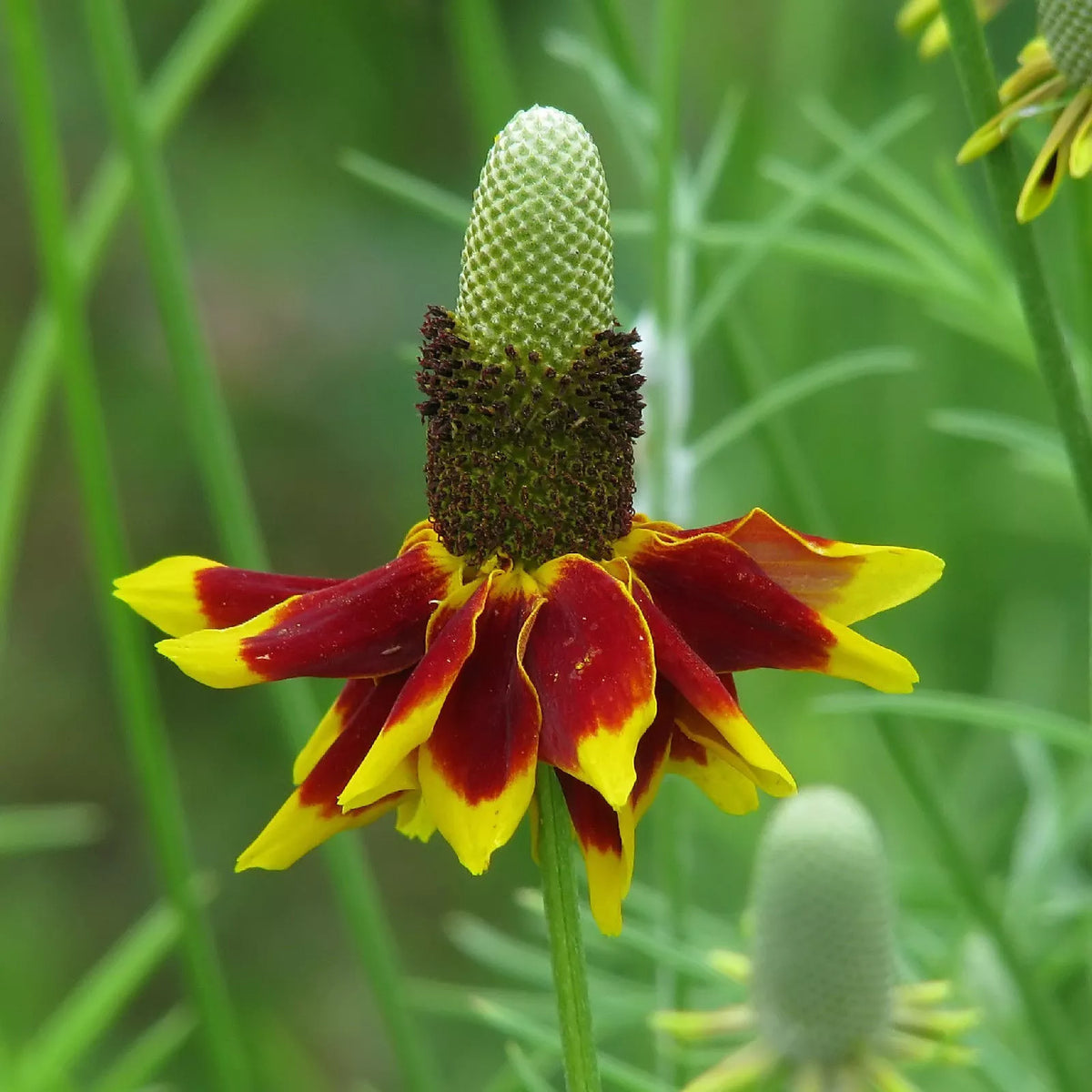 Mexican Hat Seeds 400 Count - Ratibida columnifera - Vibrant Yellow with Red Tips - Ideal for Cut Flowers