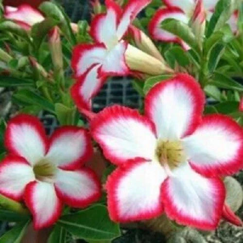 Desert Rose Seeds Pack of 4 - White Red Adenium Obesum Exotic Flowers for Gardening, Houseplants, and Pollinator Attraction