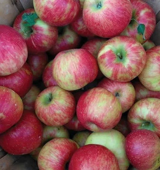 Honeycrisp Apple Tree Seedling - 24-36" Bareroot Live Plant - Malus domestica 'Honeycrisp' - Dwarf Variety for Home Garden