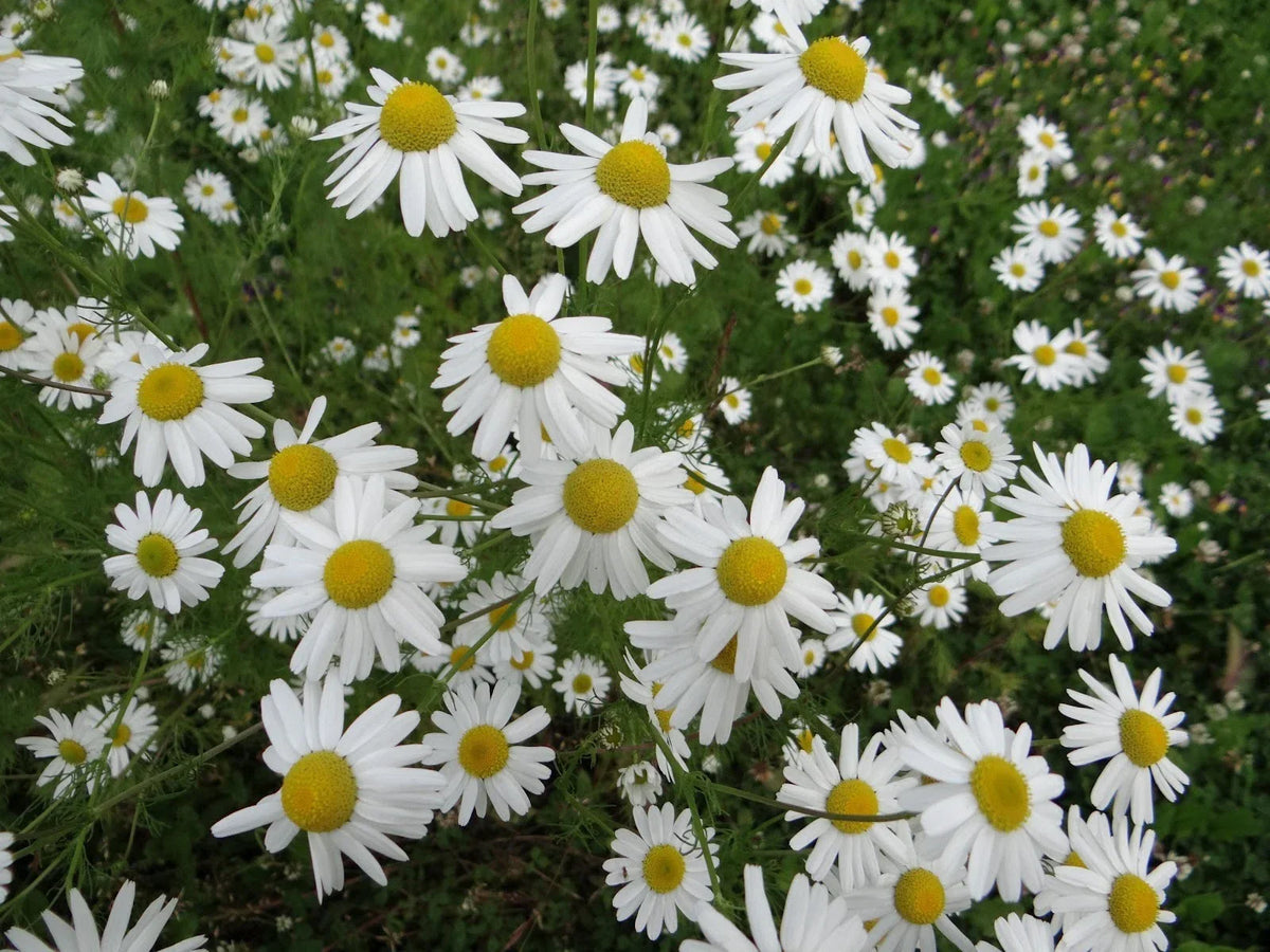 Chamomile Herb Seeds 500+ Count Organic Matricaria chamomilla for Tea Culinary Use Non-GMO Garden Seeds