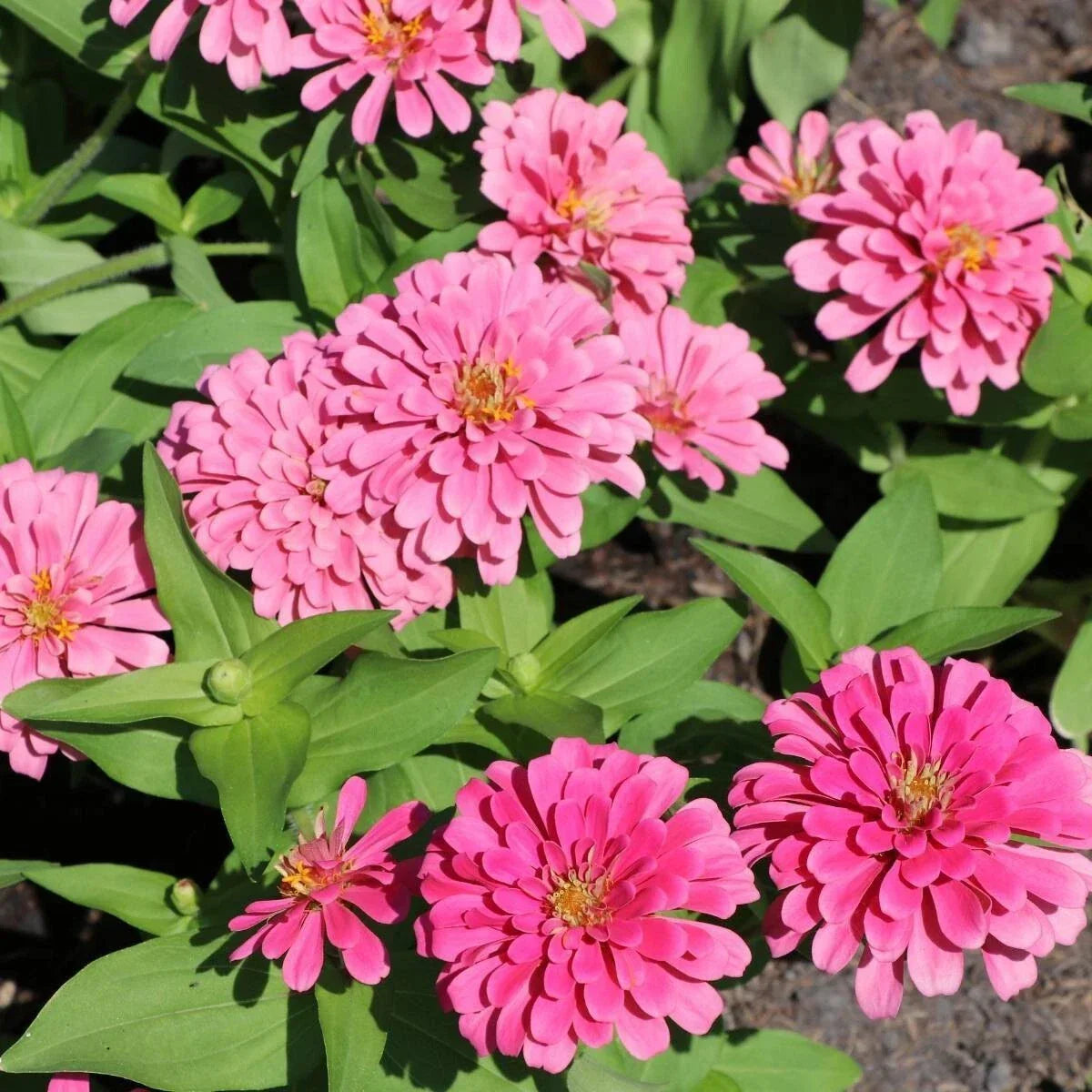 Luminosa Zinnia Seeds - 100+ Pack - Colorful Annual Flowers - Zinnia elegans - Non-GMO, Attracts Pollinators, Easy to Grow