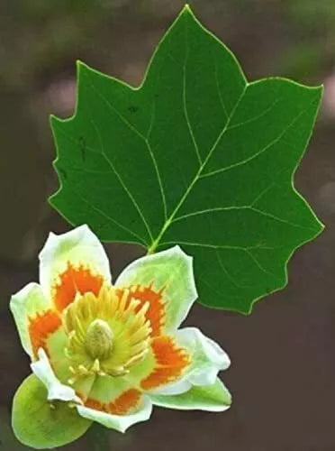 Tulip Poplar Seeds 25 Pack, Fast Growing Tree with Tulip-Shaped Flowers, Liriodendron tulipifera for Planting