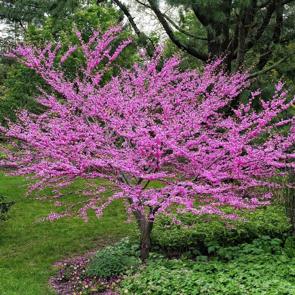 Eastern Redbud Tree Rooted Plant - Rosy Pink Blooms - Cercis canadensis - 3-Gallon Container